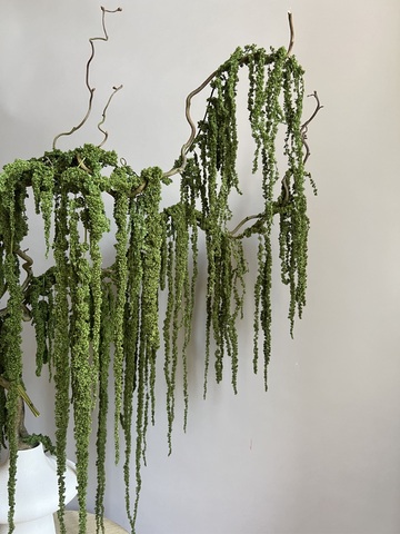 Амарант стабилизированный темно-зеленый