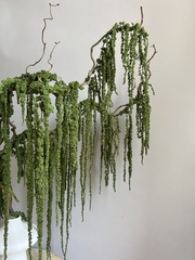 Амарант стабилизированный темно-зеленый