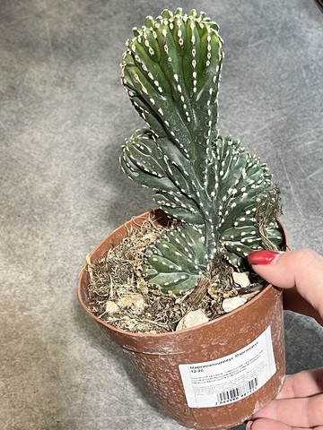 Маргинатоцереус Маргинатус Кристата d12 (5)