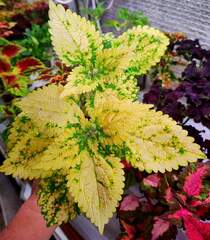 Yellow Kakariki Тай колеус КСР