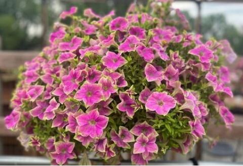 Петуния Amazonas Pink Macaw