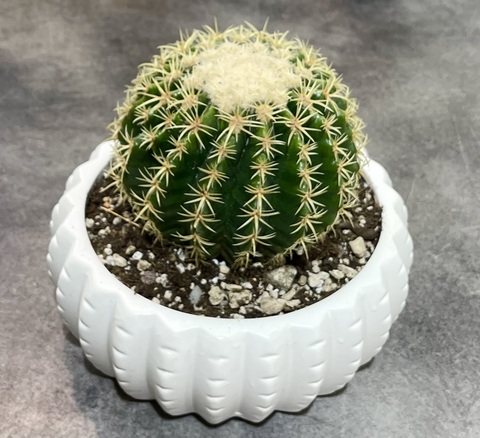 Эхинокактус Бревиспинус в Керамике д23