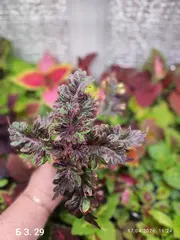 БЗ. 29 колеус