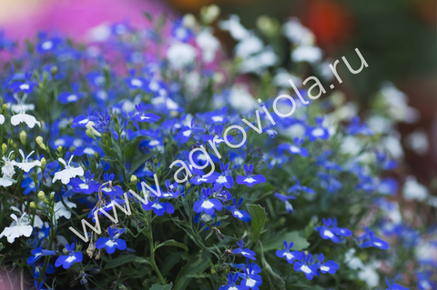 Лобелия в горшке 0,5 л