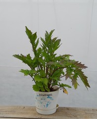 Teofrast Валериана лекарственная Valeriana officinalis