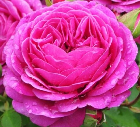 Роза чайно-гибридная Поль Нейрон