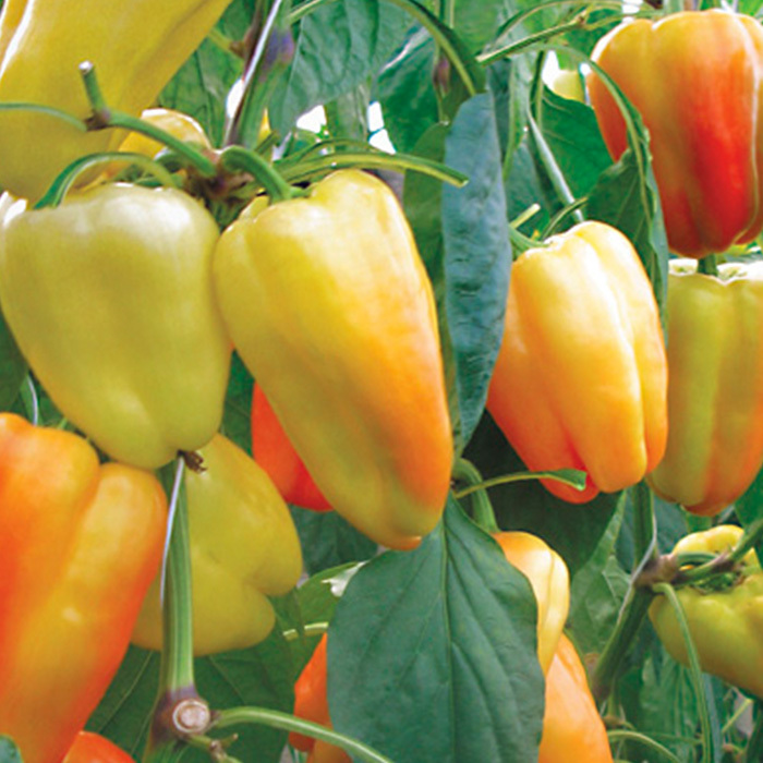 Полив и удобрение Перца Барби