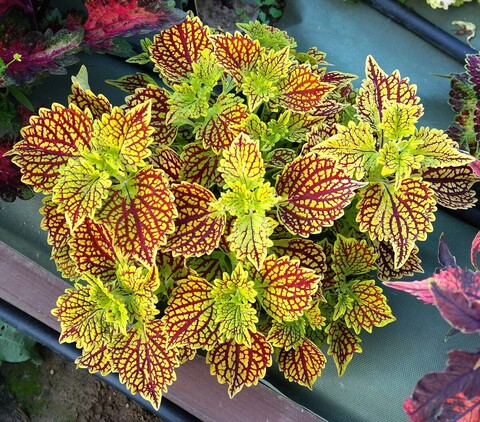 Solomon ES колеус КСР