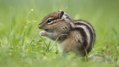 Топпер / ХВ1 / акрил  зеркальный золото