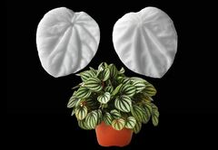 Силиконовый молд 