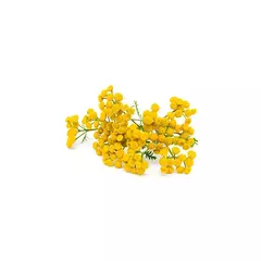 Эфирное масло Голубой Пижмы (Blue Tansy) - 5 мл. Compagnie des Sens