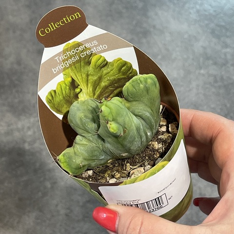 Трихоцереус Бриджерси Кристата Монстроза d7