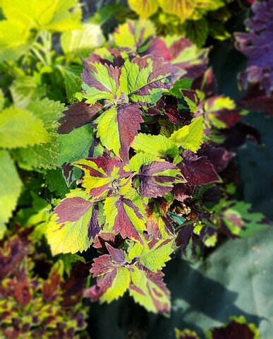 Tiger Print Тай колеус КСР