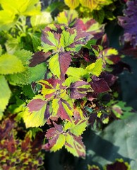 Tiger Print Тай колеус КСР