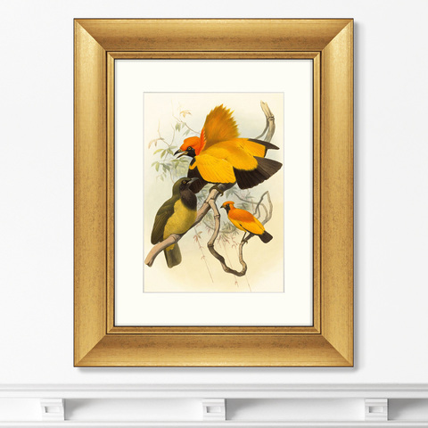 Даниэль Жиро Эллиот - Репродукция картины в раме Золотые райские птицы, 1885г.