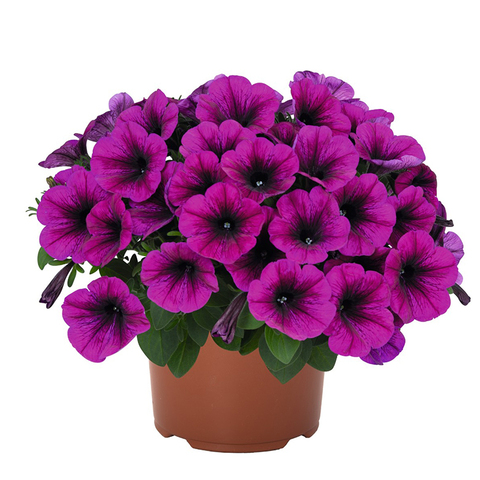 32321 ПЕТУНИЯ SWEETUNIA PURPLE 2024