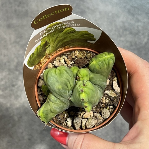 Трихоцереус Бриджерси Кристата Монстроза d7