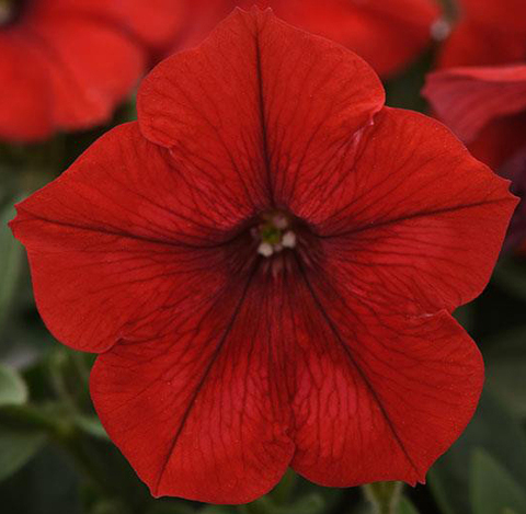 S5759 Петуния ампельная Easy Wave Red Improved 5шт.