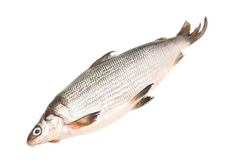 Сиг Якутский замороженый~1.2кг