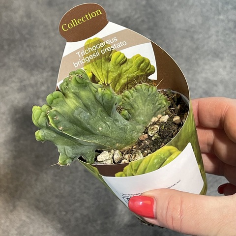 Трихоцереус Бриджерси Кристата Монстроза d7