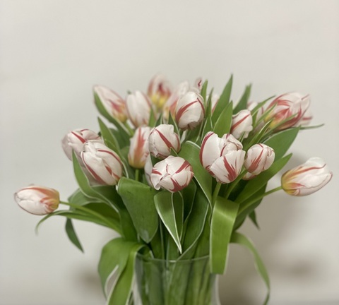 Bouquet of Tulips