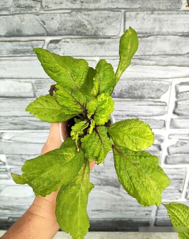 Зевс колеус