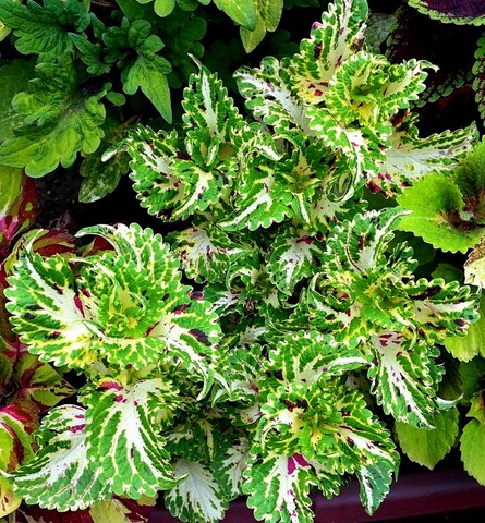 Хризолит UO колеус