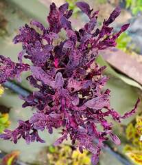 Tropical Night Тай колеус КСР