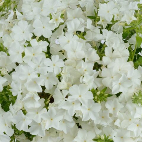 7521 Флокс PHLOXSTAR White Imp. (Весна 2026)