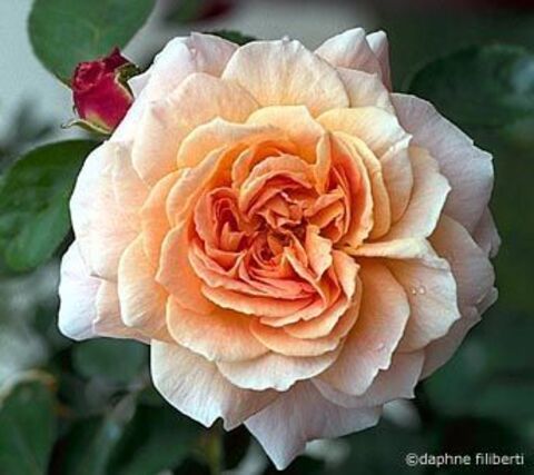 Куин Нефертити(Queen Nefertiti)