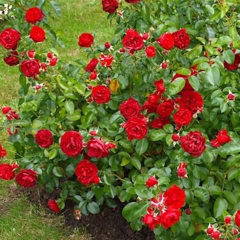 Скарлет Боника (Scarlet BONICA)