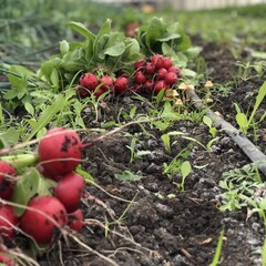 Редис розовый с ботвой "О, Батат", 500 г (цена указана за 500г, вес может отличаться)