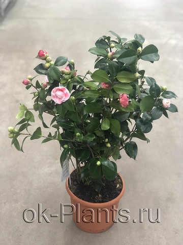 Камелия Японская Леди Кемпбелл