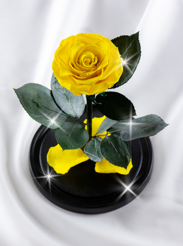 Роза в колбе Премиум XL . Желтая.