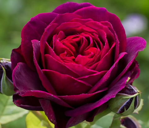 Роза парковая, шраб Астрид Граффин фон Харденберг