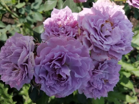 Лавендер Кристал (Lavender Crystal)
