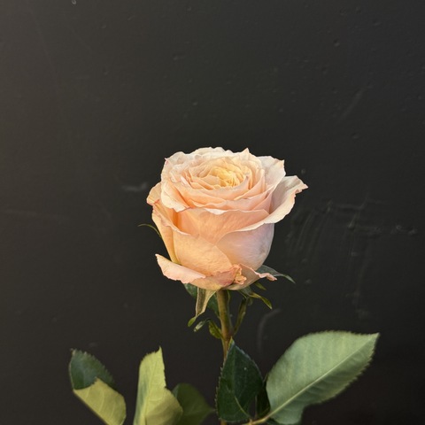 Роза Эрмоса 70 см 1 шт