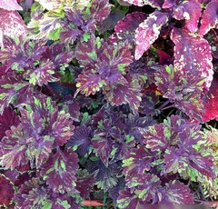 Бархатный рассвет UO колеус КСР