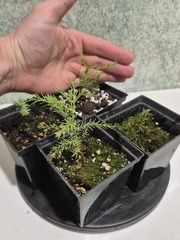 Семена Секвойя гигантская sequoia giganteum