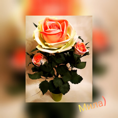 Чайная Роза