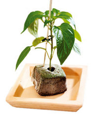 Кокосовый кубик для проращивания растений