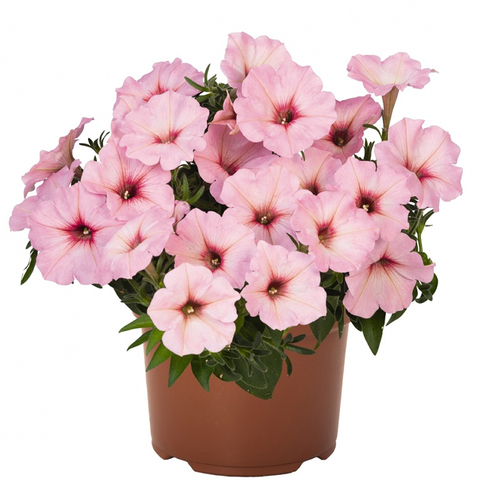 32159 Петуния POTUNIA BUBBLEGUM (ВЕСНА 2025)