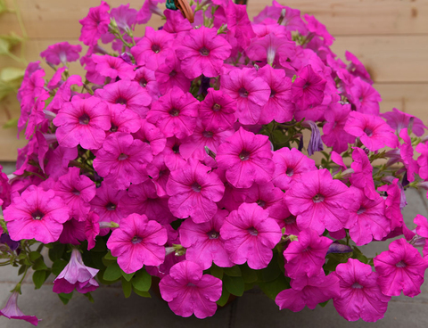 S5761 Петуния ампельная Easy Wave Rose Fusion 5шт.