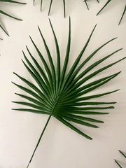 Пальма круглая зеленая, лист 20 см, зелень искусственная, набор 15 листьев.