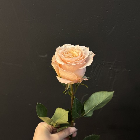 Роза Эрмоса 70 см 1 шт