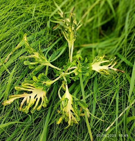 Без названия 11 колеус КСР