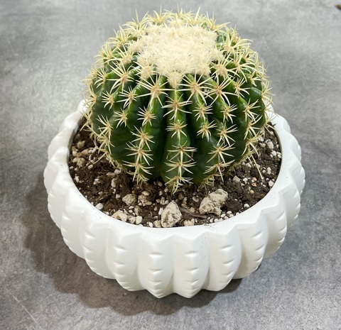 Эхинокактус Бревиспинус в Керамике д23