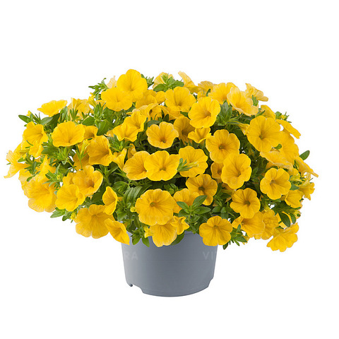 19305 Калибрахоа Cabaret Early Bright Yellow (Весна 2026)