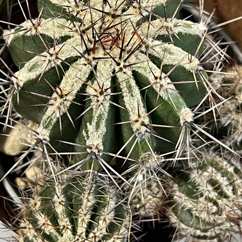 Эхинопсис Хаку-Йо d7