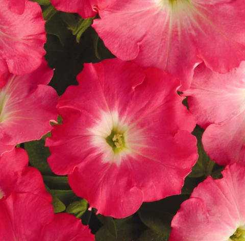 S5762 Петуния ампельная Easy Wave ROSY Dawn 5шт.